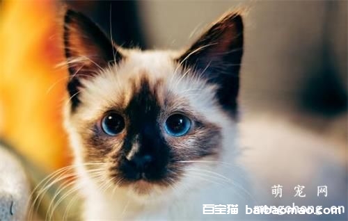 猫咪扰乱主人睡眠怎么办？