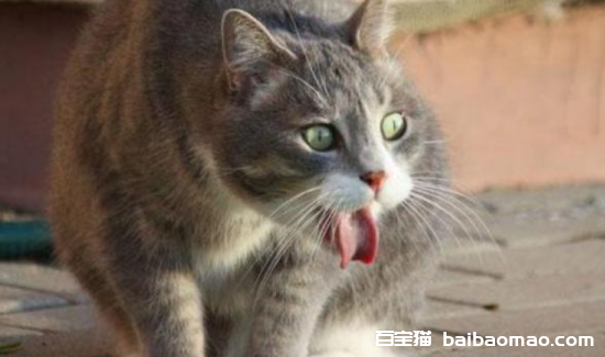 猫咪总是呕吐是什么原因