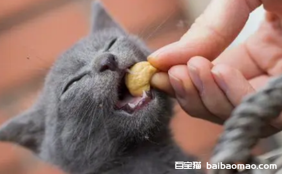 猫能吃核桃吗