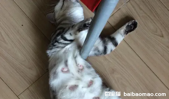 母猫闹猫第几天最严重