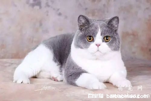 如何降低猫咪对家里的破坏？