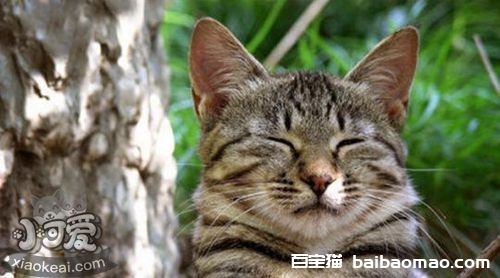 被蒂凡尼猫咬伤怎么处理 蒂凡尼猫咬伤处理方法