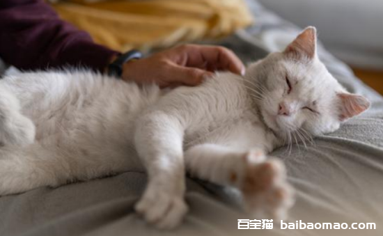 猫咪胰腺炎有什么症状