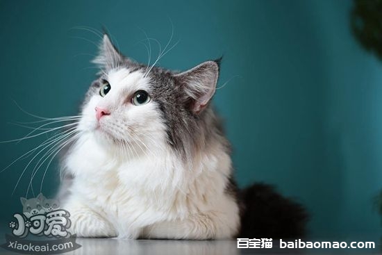 挪威森林猫怎么洗澡 挪威森林猫洗澡步骤方法