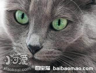 内华达猫怎么训练跳环 内华达猫跳环训练