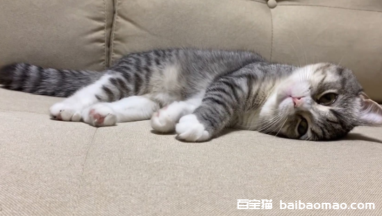 猫咪虚弱无力呕吐站不起来