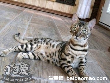 阿舍拉猫口腔溃疡怎么治疗 阿舍拉猫口腔溃疡治疗方法