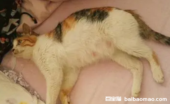 母猫什么状态是生完了