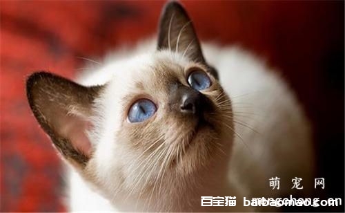 一个月的小猫怎么训练大小便