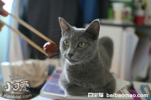 如何训练沙特尔猫用猫砂 沙特尔猫猫砂使用教学