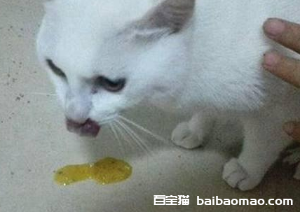 猫咪一天频繁呕吐但精神正常