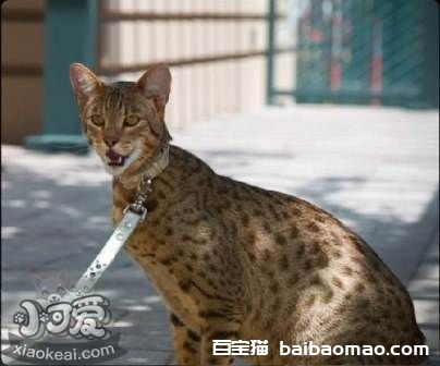 阿舍拉猫为什么会痉挛 阿舍拉猫痉挛原因