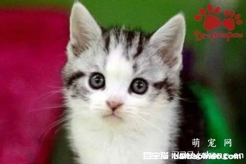 怎么让猫咪改掉用爪子挠墙的坏习惯？