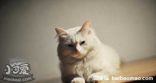 山东狮子猫绝育后怎么护理 绝育手术后护理方法