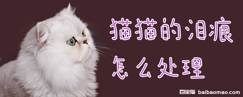 猫猫的泪痕怎么处理