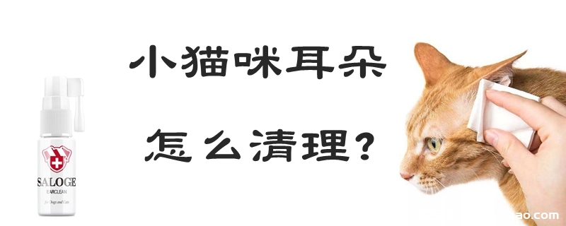 小猫咪耳朵怎么清理