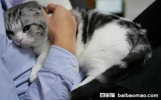 闹猫有什么办法解决