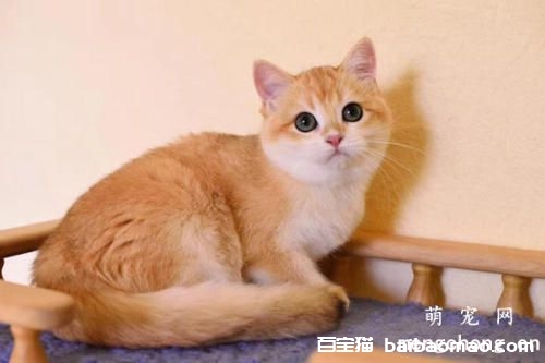 怎样改正猫咪抢食?