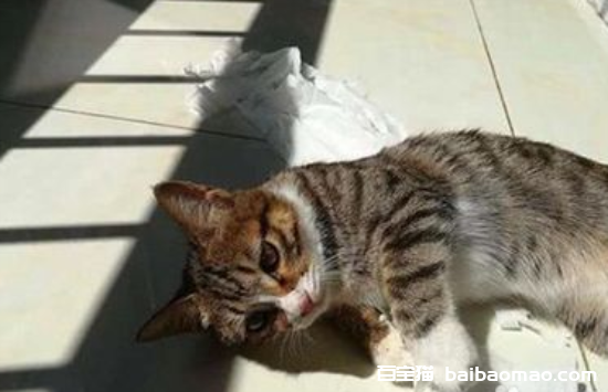 闹猫什么症状表现