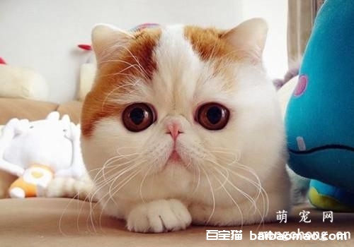 怎么练习猫用猫抓板？