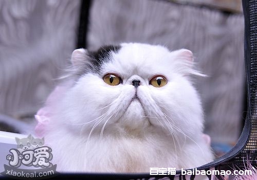 波斯猫孕期时间怎么计算 波斯猫孕期计算方法