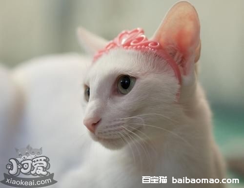 怎么训练东方猫不上床 东方猫不上床训练