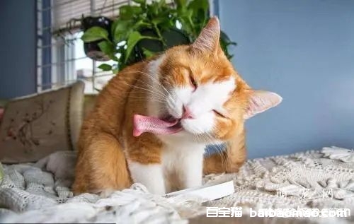 猫撒尿在床上怎么改？