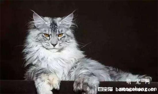 训练缅因猫上厕所的方法