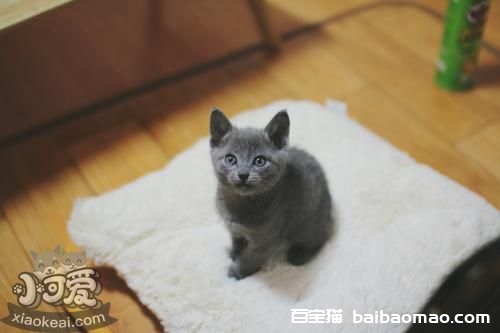 沙特尔猫乱抓家具怎么办 沙特尔猫乱抓家具制止方法