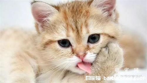 猫咪太凶了怎么驯化？