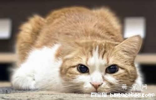 猫咪老是咬人怎么调教