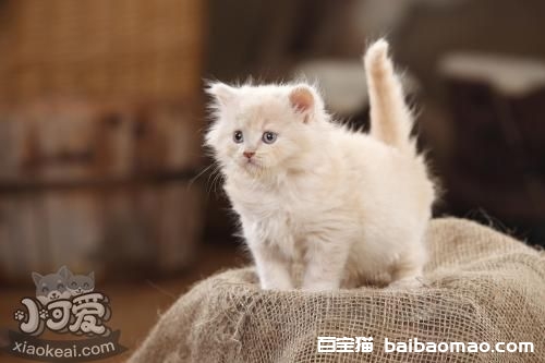 怎么训练英国长毛猫取东西 英国长毛猫训练技巧