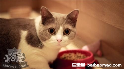 马恩岛猫尿频怎么办 尿频尿闭问题介绍