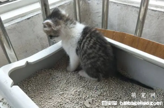 2个月小猫怎么训练大小便