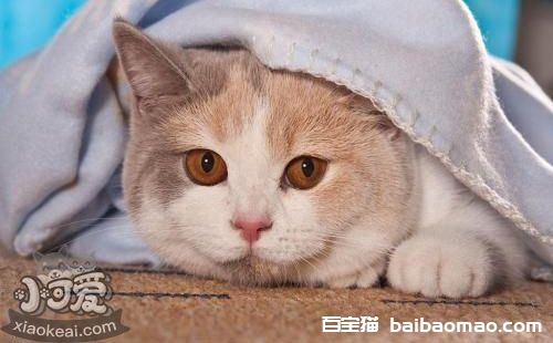 卡尔特猫不会用马桶怎么训练 马桶使用训练方法