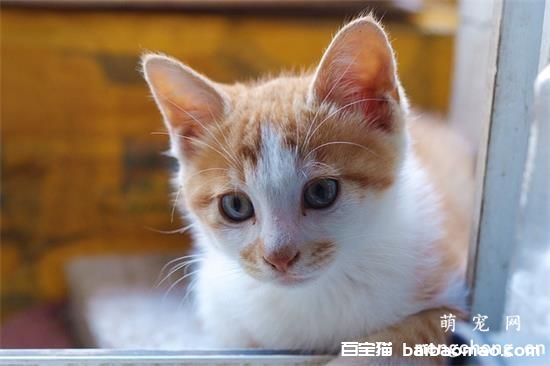 猫晚上不睡觉、乱叫怎么办?