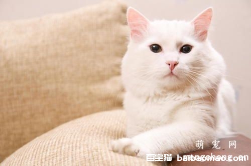 猫晚上不睡觉、乱叫怎么办?