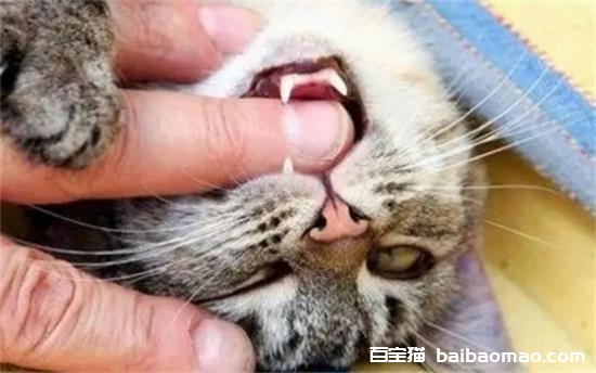 猫容易得狂犬病吗