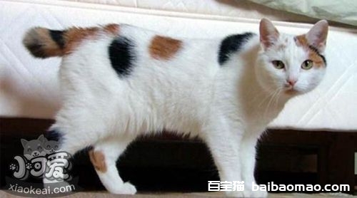 马恩岛猫除草剂中毒怎么回事 除草剂中毒治疗方案