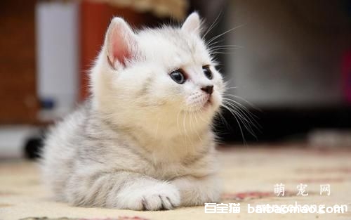 练习猫咪记住自己的姓名的方法