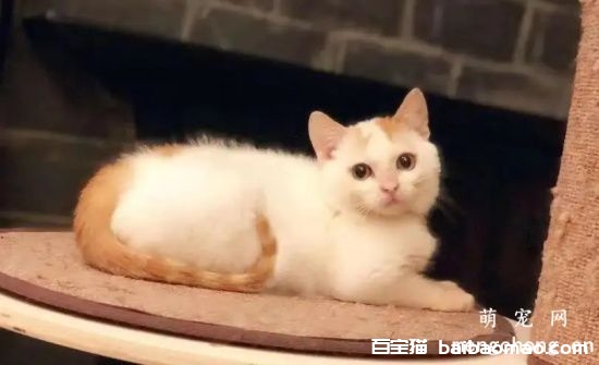 如何训练猫咪让它听话？(如何训练一只听话的猫)