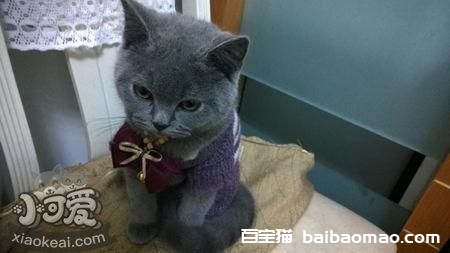 卡尔特猫怕水怎么办 卡尔特猫卡水训练方法