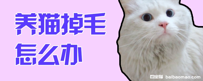 养猫掉毛怎么办