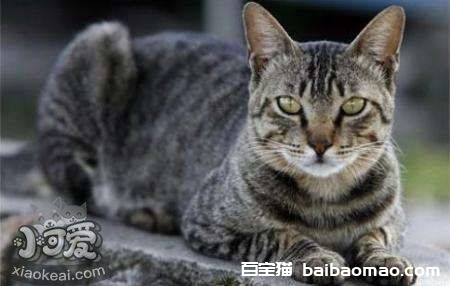 如何训练美国刚毛猫装死 美国刚毛猫装死训练