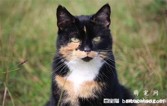 猫猫乱拉臭臭怎么办