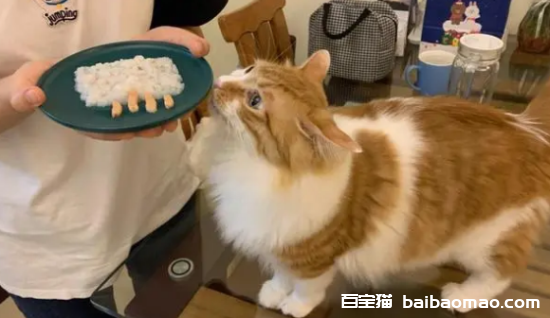 猫咪挑食怎么办