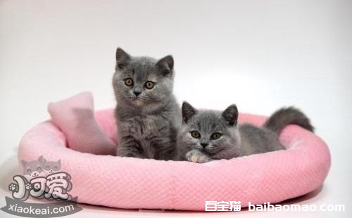 卡尔特猫犯错怎么训斥 卡尔特猫犯错训斥方法