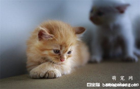 猫咪喜欢喝厕所的水怎么办