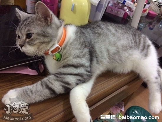 英国短毛猫怀孕要注意什么 英国短毛猫孕期注意事项