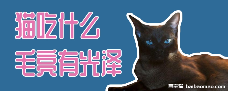 猫吃什么毛亮有光泽